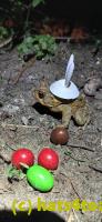 /home//u458753944/public_html/sourcegallery///Roxborough Toad Detour/2025/2025-04-19/20250419_210207.jpg